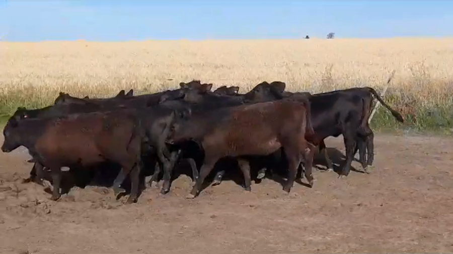 Lote (Vendido)15 Terneras ANGUS a remate en #39 Pantalla Carmelo 200kg -  en VIBORAS Y VACAS