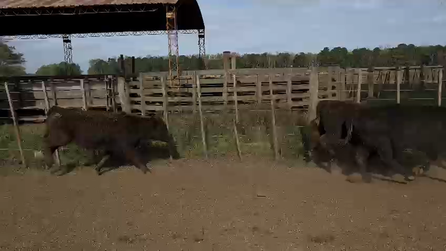 Lote 70 Terneras en Ayacucho, Buenos Aires