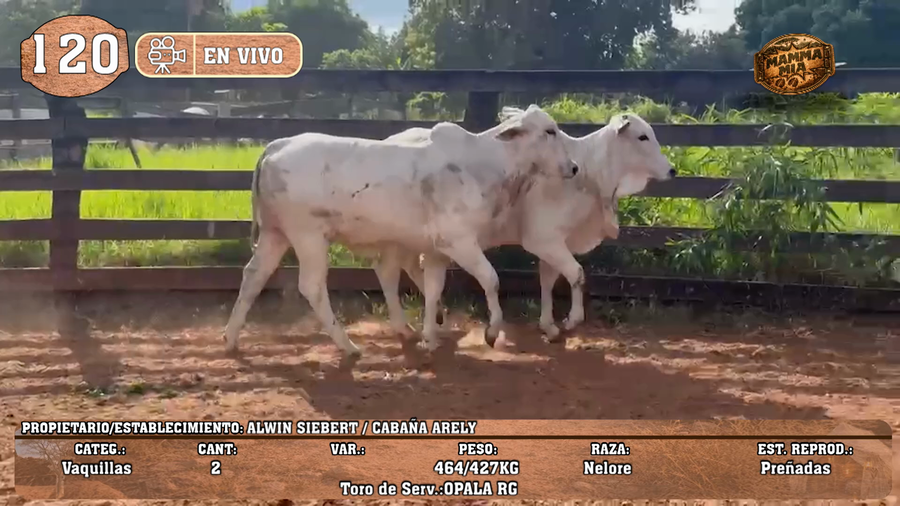 Lote LOTE 120 -EN VIVO