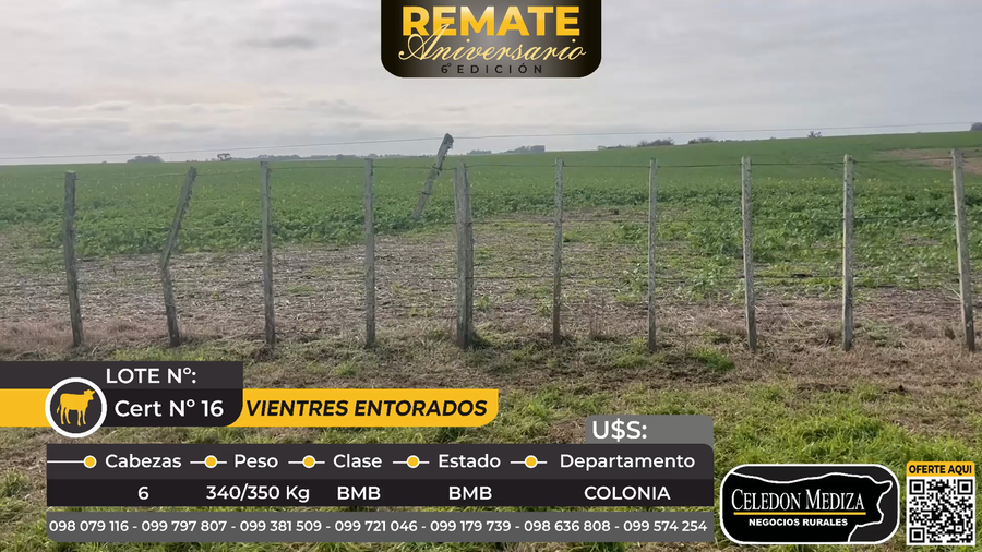 Lote 6 Vientres entorados  en Riachuelo, Colonia