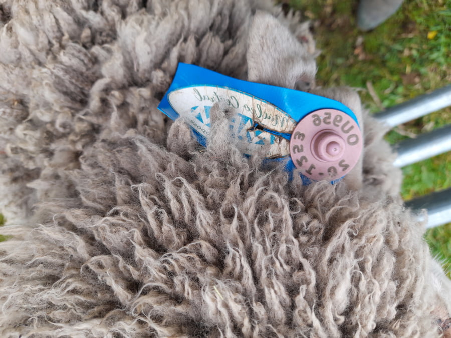 Lote Carnero TOP, 20-1253