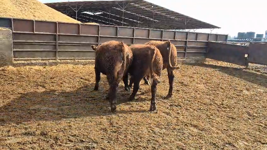 Lote 20 Novillo Gordo en Linares, VII  Región Maule
