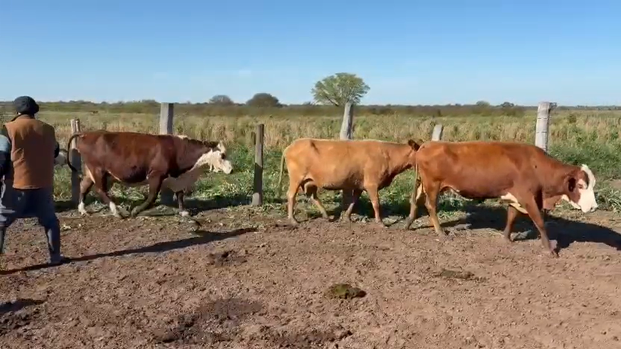 Lote 52 Vientres preñados y con cría