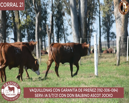 Lote Vaquillona Braford Cabaña El Retiro
