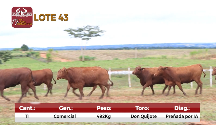 Lote Reproductores de Alborada - Lote 43