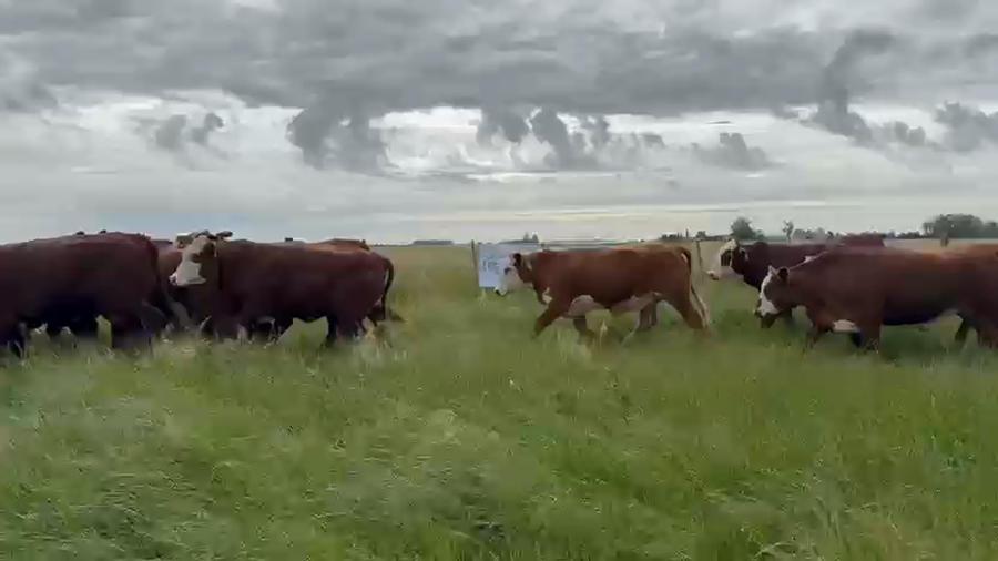 Lote 34 Novillos exportación