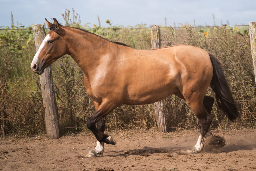 Lote PERDIDA CHINA CHICA