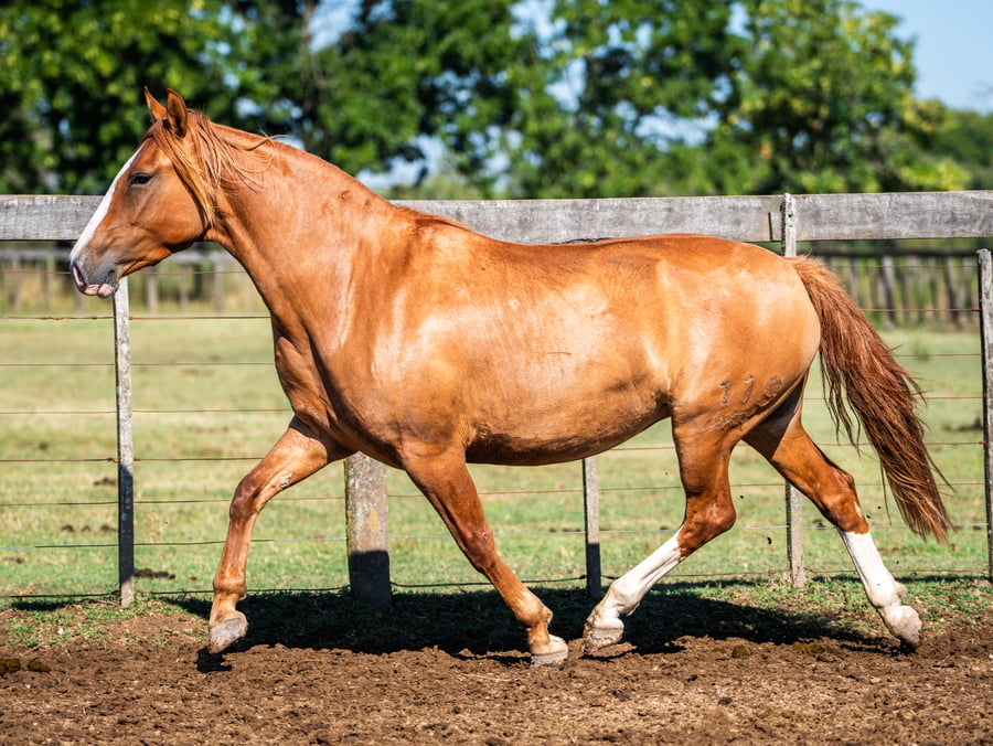 Lote DEL SIETE CURITA