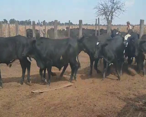 Lote 67 Novillos en Pampa del Infierno, Chaco