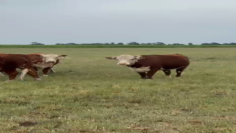 Lote 19 Vaquillonas preñadas