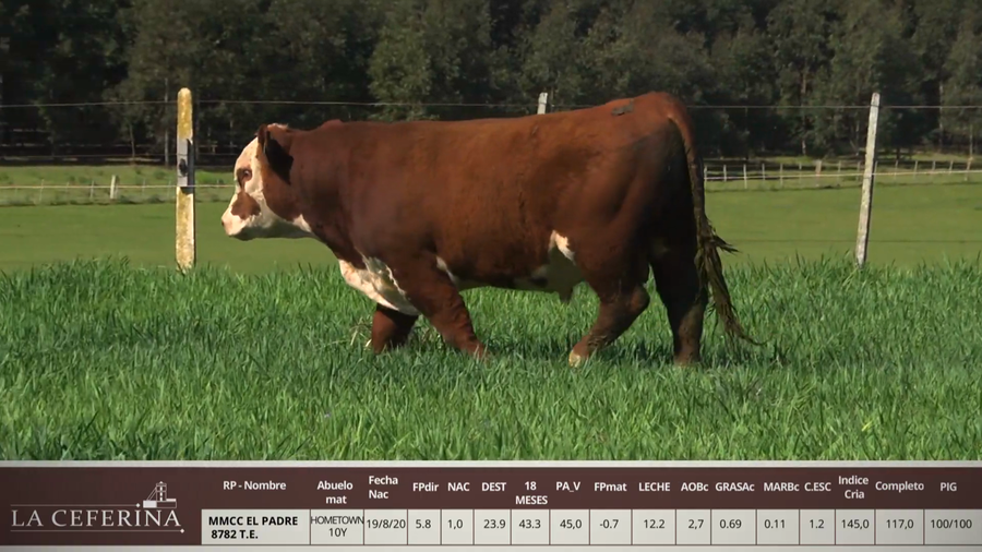 Lote MMCC EL PADRE 8782 T.E.