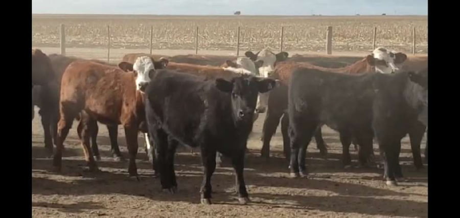 Lote 60 Terneros en San José de La Dormida, Córdoba