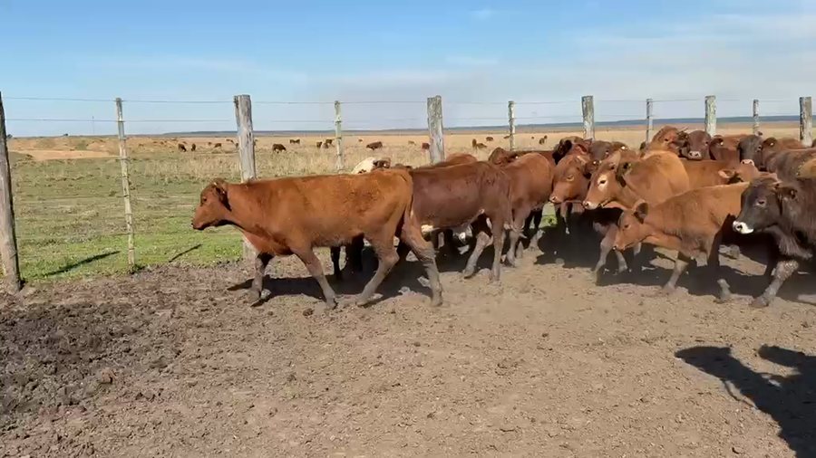 Lote 104 Terneros en Corrientes, Santo Tomé