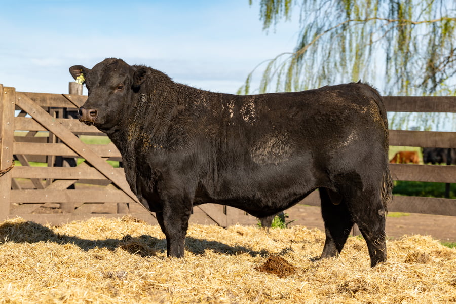 Lote Toro PC