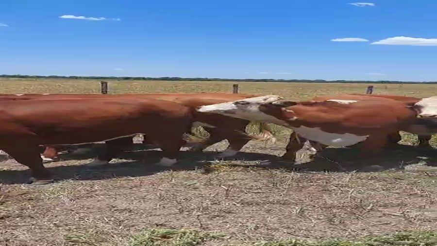 Lote 8 Vaquillonas C/ gtia de preñez