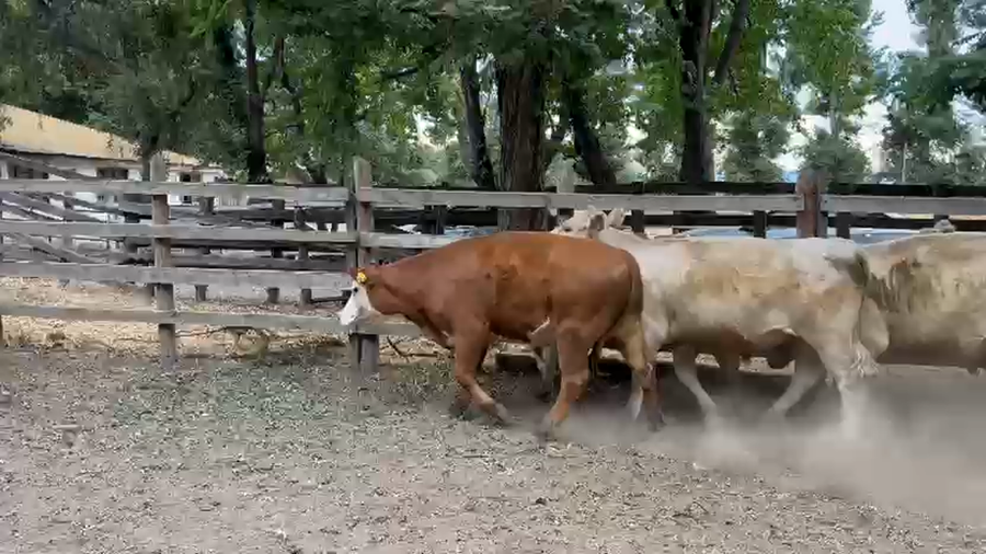 Lote 34 Novillo Engorda en Parral, VII  Región Maule