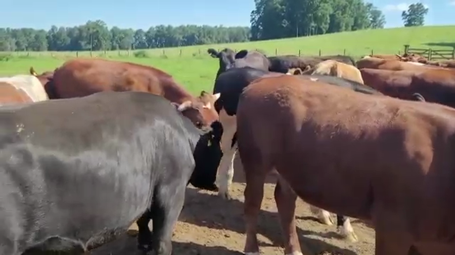 Lote 20 Novillo Gordo en Vilcún, IX Región Araucanía