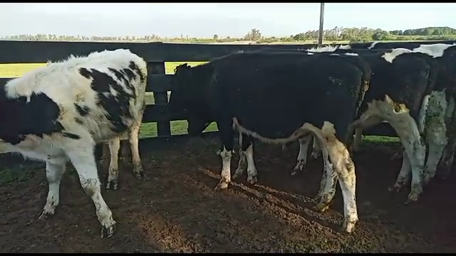 Lote 23 novillos holando