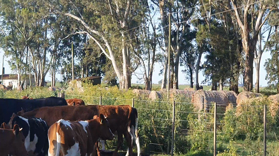 Lote 35 Terneros en Tandil, Buenos Aires