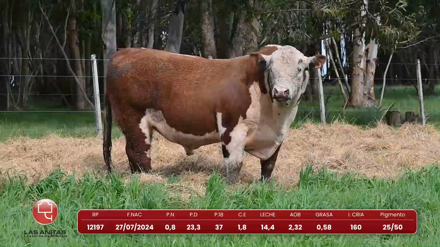 Lote Lote 20