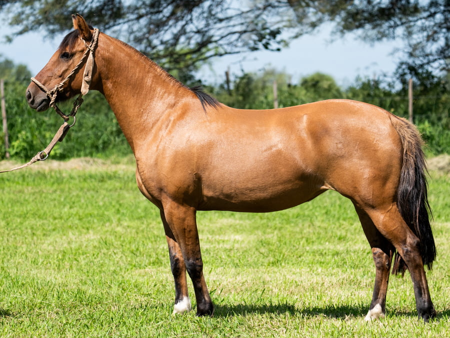 Lote SIRIGOTE TARRAJA