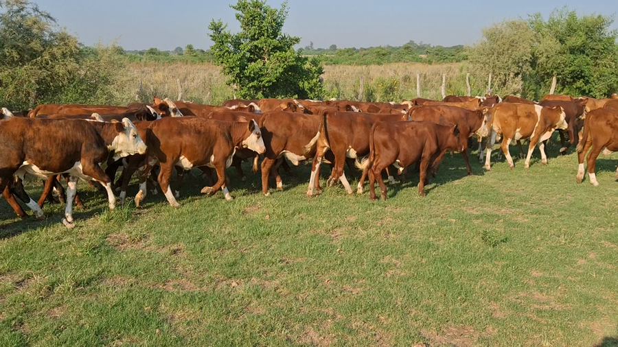 Lote 108 Terneros/as