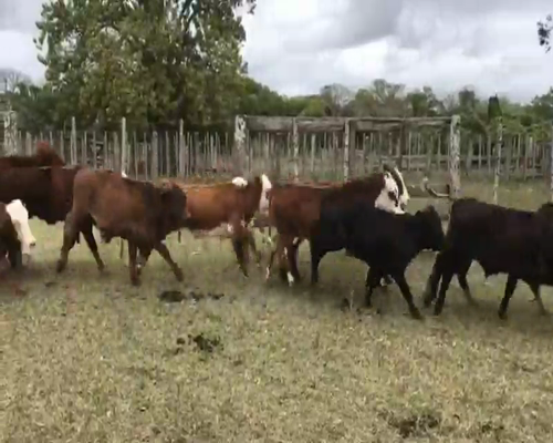 Lote 75 Terneros/as en Lomas de Vallejos, Corrientes