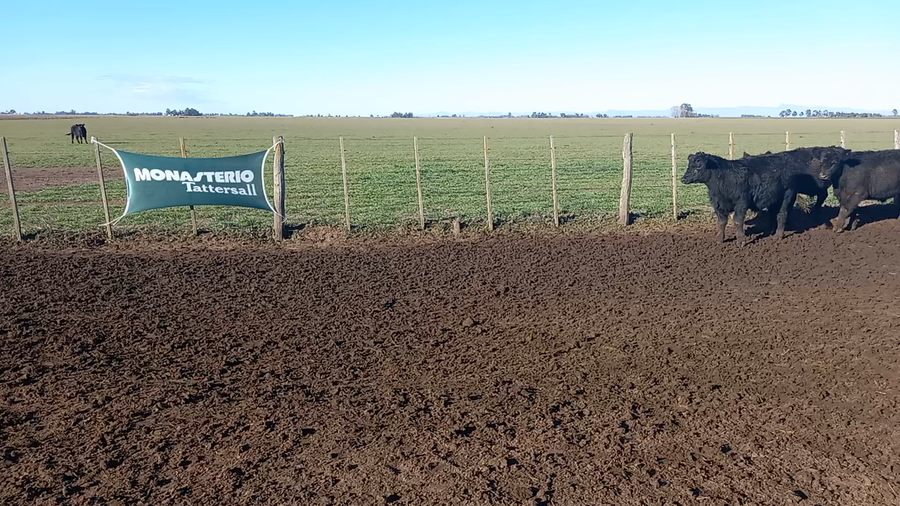 Lote 50 Novillitos en Coronel Suarez, Buenos Aires