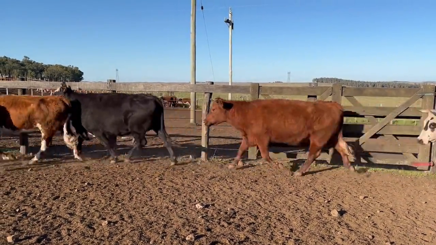 Lote Vacas de invernada