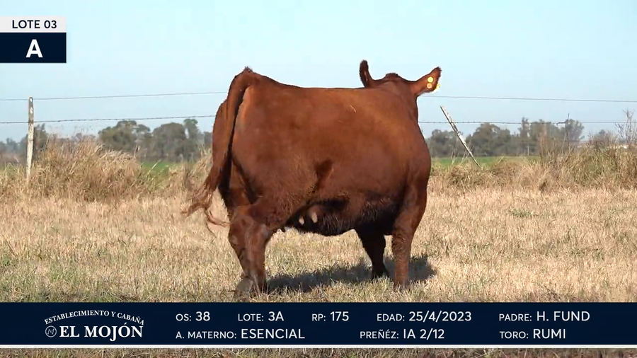 Lote Hembras Puras de Pedigree