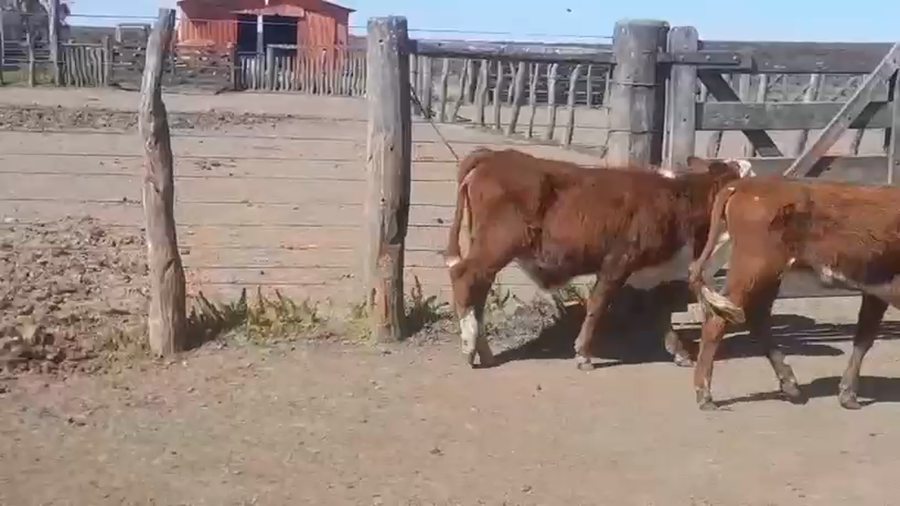 Lote 140 Terneras