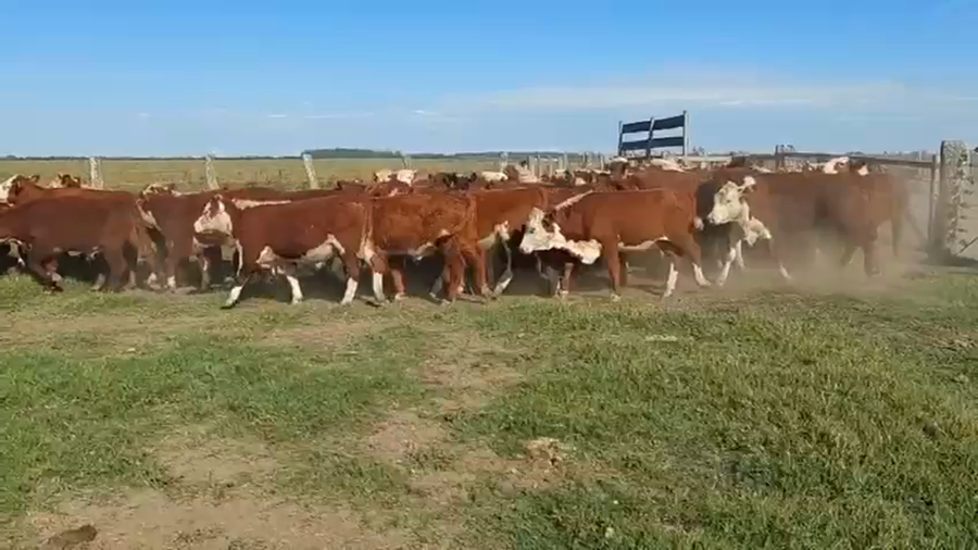 Lote 65 Novillitos y vaquillonas