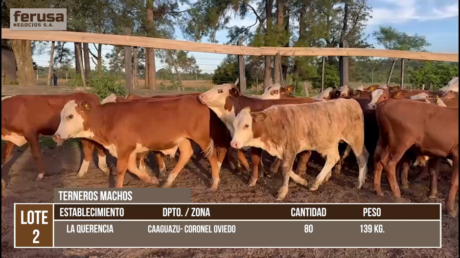 Lote LOTE 2