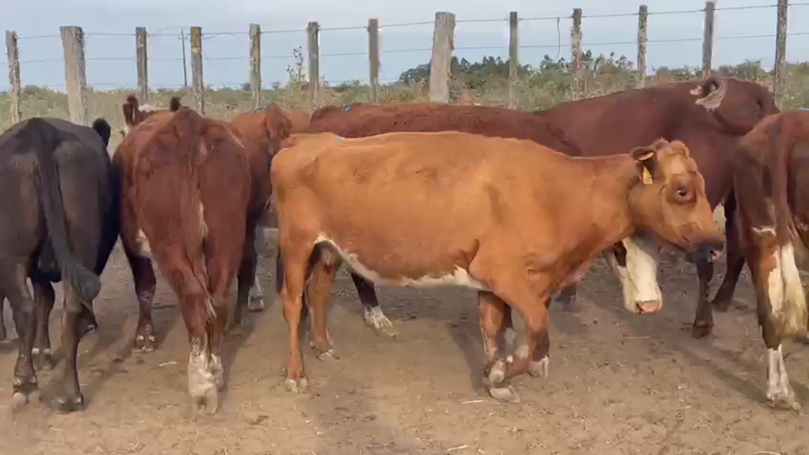 Lote 12 Vaquillonas  Hereford y Angus a remate en Pantalla Camy - Liquidación de Estancia en Santa Lucia