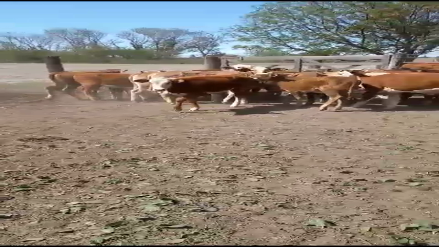 Lote 30 Terneros/as Braford en Gdor. Crespo, Santa Fe