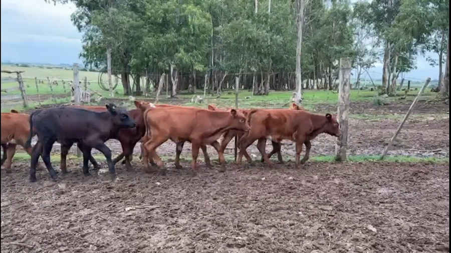 Lote TERNEROS Y TERNERAS