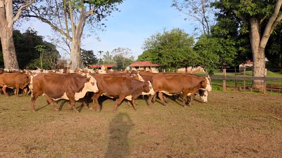 Lote 100 Vacas nuevas Preñadas en Corrientes, Ituzaingó