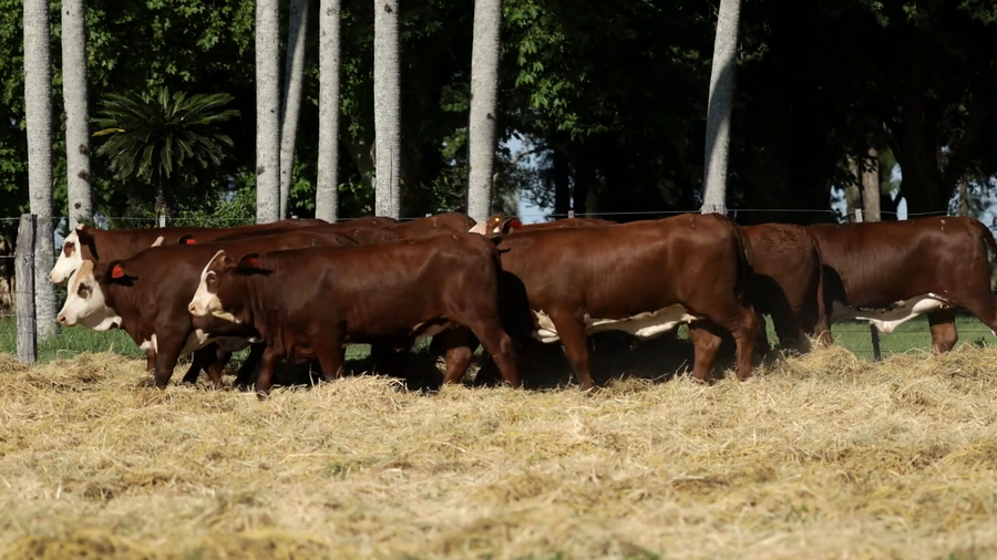 Lote Vaquilla Para Servicio