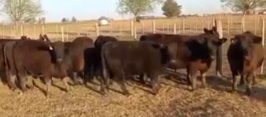 Lote CABAÑA SAN SEBASTIAN VAQUILLONAS PURAS CONTROLADAS CON GARANTÍA DE PREÑEZ