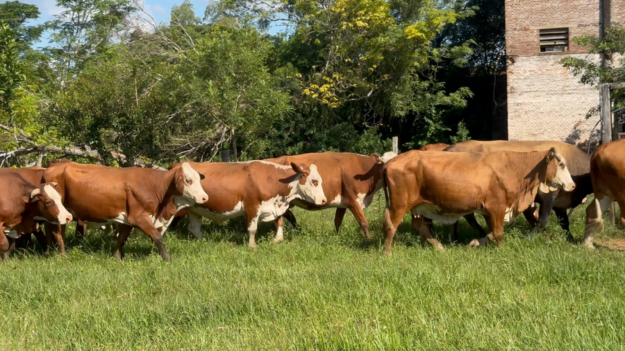 Lote 95 Vacas medio uso C/ gtia de preñez en Corrientes, Santo Tomé