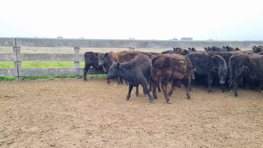 Lote 100 Terneros en Buenos Aires, Tapalqué