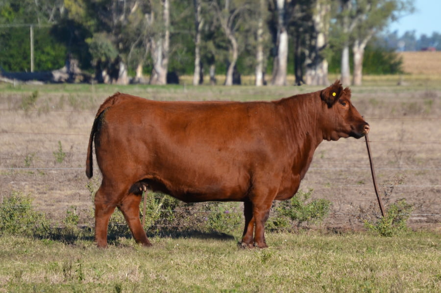 Lote EMBRIONES G536 Rufa con Paine