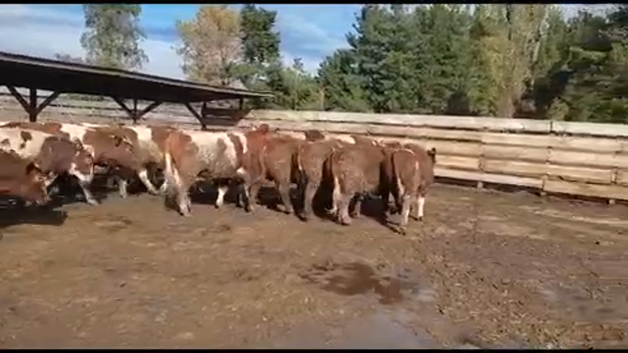 Lote 20 Novillo Gordo en Los Ángeles, VIII Región Biobío