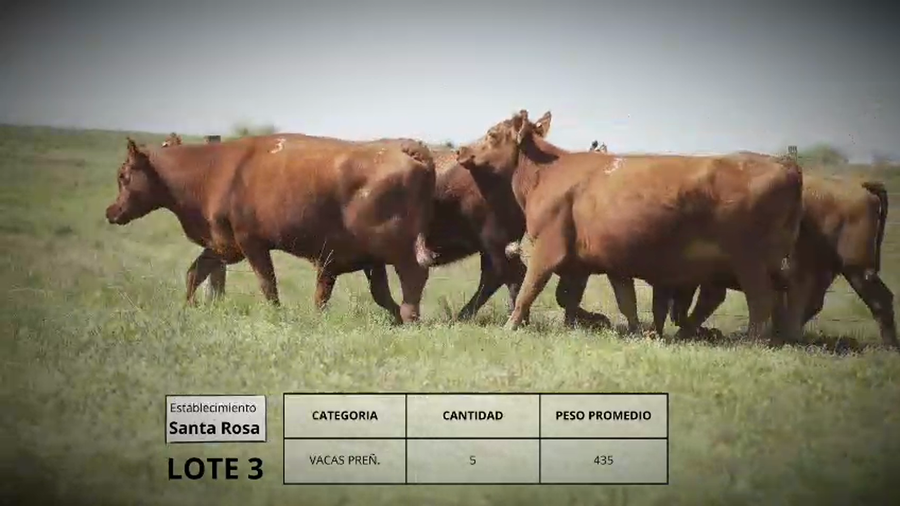 Lote Vacas preñ. Lote 3