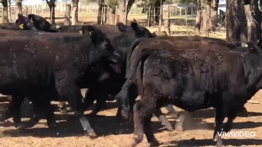 Lote 100 Vaquillonas preñadas en Catriló, La Pampa
