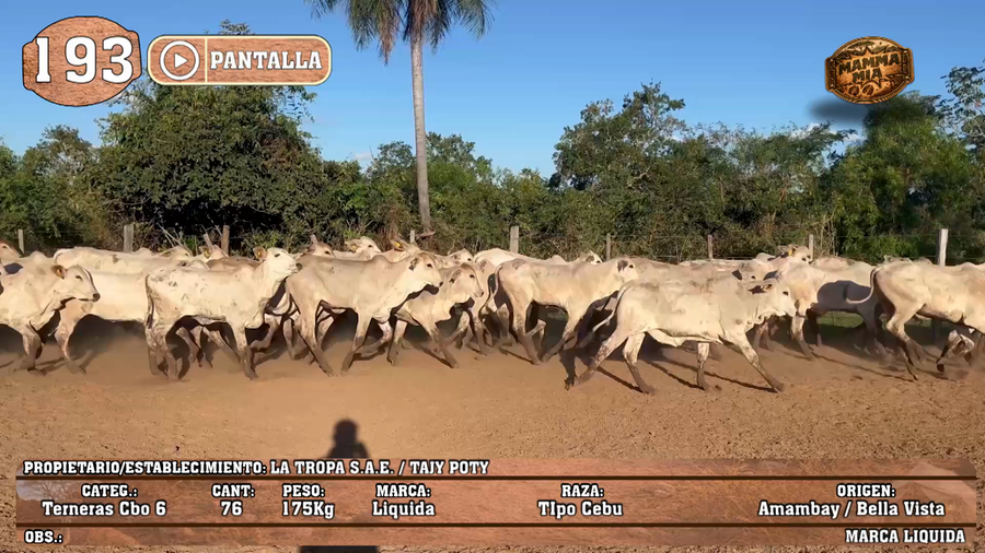 Lote LOTE 193 - PANTALLA