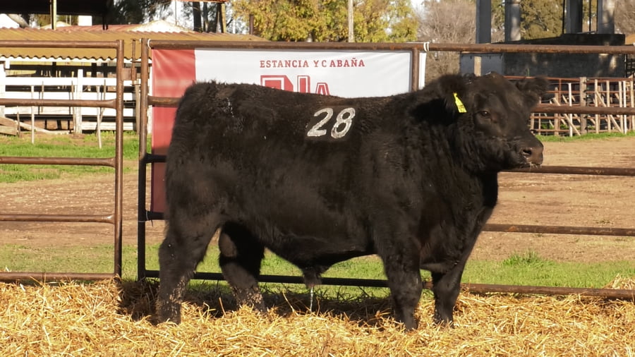 Lote TOROS ANGUS NEGROS PC