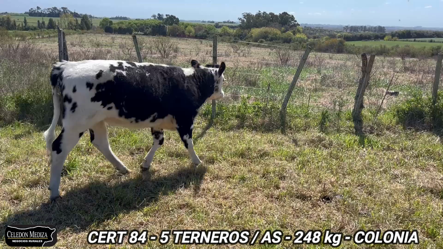 Lote 5 Terneros y Terneras en Colonia