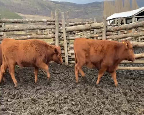 Lote 18 Vaquilla Engorda en Coyhaique, XI Región Aysén