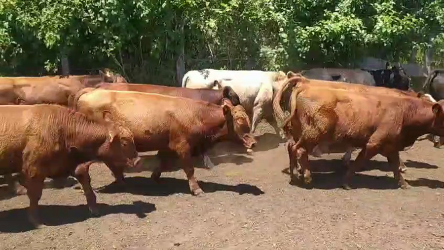 Imagen 2 del Lote Lote 65 Ternero en Fresia, X Región Los Lagos
